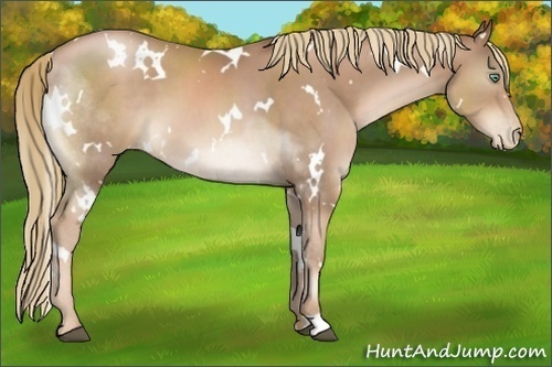 Horse Color:White Spotted Liver Chestnut Pearl