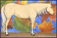 Horse Color:Palomino Dun Tobiano 