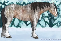 Horse Color:Buckskin Ice Sabino Splash 