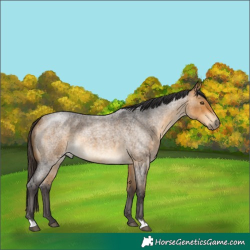 Horse Color:Buckskin Roan 