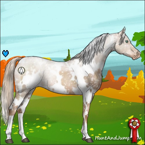 Horse Color:White Spotted Liver Chestnut Pearl Appaloosa 