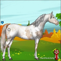 Horse Color:White Spotted Liver Chestnut Pearl Appaloosa