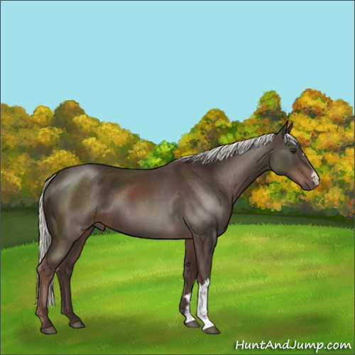 Horse Color:Liver Red Roan Mushroom 
