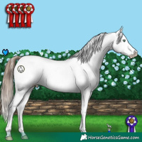 Horse Color:White Spotted Liver Chestnut Pearl Appaloosa 