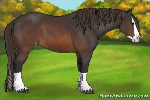Horse Color:Buckskin Splash Appaloosa 