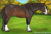 Horse Color:Buckskin Splash Varnish 
