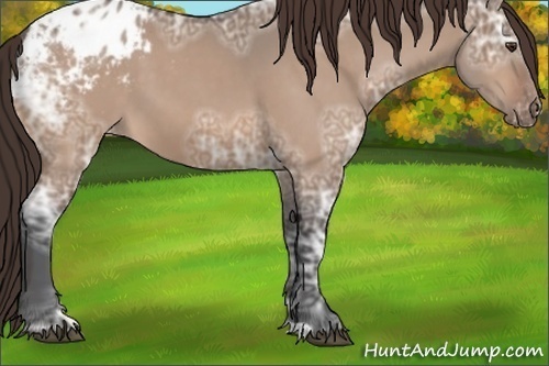 Horse Color:Bay Ice Dun Appaloosa 