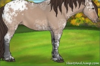 Horse Color:Bay Ice Dun Appaloosa