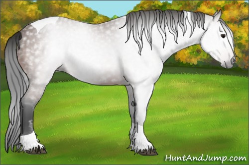 Horse Color:Gray Bay Tobiano Appaloosa Rabicano 