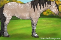 Horse Color:Bay Ice Dun
