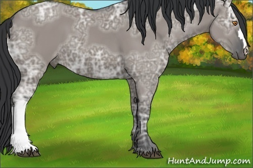 Horse Color:Grullo Ice 