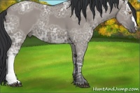 Horse Color:Grullo Ice 