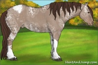 Horse Color:Liver Red Dun Ice Tobiano Varnish