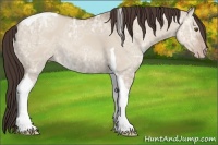 Horse Color:Classic Champagne Ice Dun Tobiano