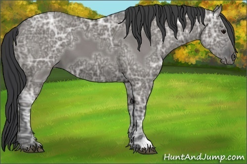 Horse Color:Grullo Ice 