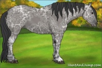 Horse Color:Grullo Ice 