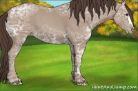Horse Color:Classic Champagne Ice Appaloosa 