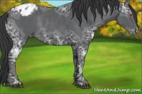 Horse Color:Black Ice Appaloosa Rabicano