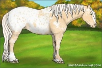 Horse Color:Silver Classic Cream Champagne Ice Sabino Appaloosa Rabicano 