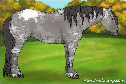 Horse Color:Grullo Ice Appaloosa Rabicano 