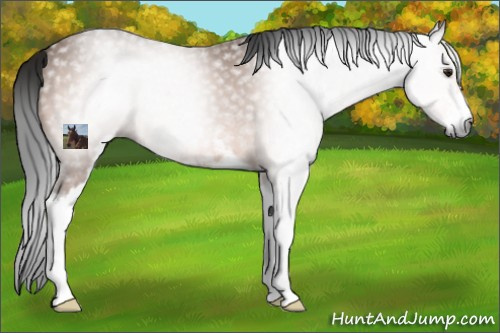 Horse Color:Gray Buckskin Sabino 