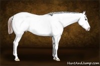 Horse Color:Chestnut Splash Appaloosa Rabicano