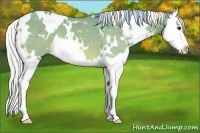 Horse Color:Watercolor White Spotted Silver Bay Sabino Splash 