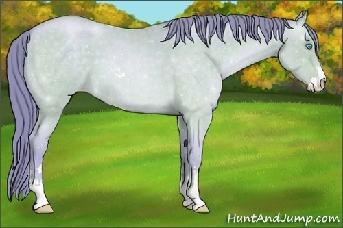 Horse Color:Watercolor Buckskin Roan Pearl Sabino 