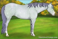 Horse Color:Watercolor Buckskin Roan Pearl Sabino 
