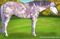 Horse Color:Nacre Watercolor Grullo Sabino 