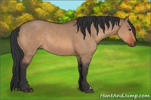 Horse Color:Brown Dun  and Brown Dun Rabicano 