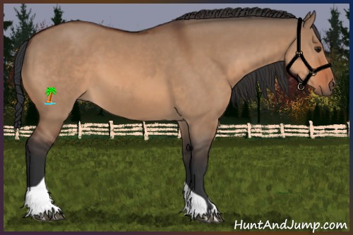 Horse Color:Bay Dun  and Brown Dun 