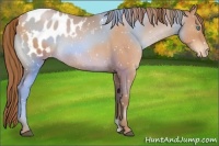 Horse Color:Bay Pearl Blanket 