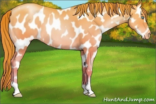 Horse Color:Chocolate Buckskin Pearl Appaloosa 