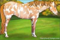 Horse Color:Chocolate Buckskin Pearl Appaloosa