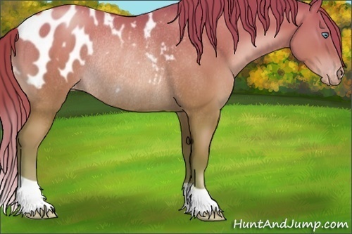 Horse Color:Chocolate Bay Pearl Blanket Rabicano 