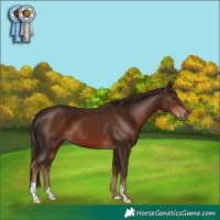 Horse Color:Liver Chestnut 