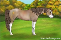 Horse Color:Black Pearl Sabino 