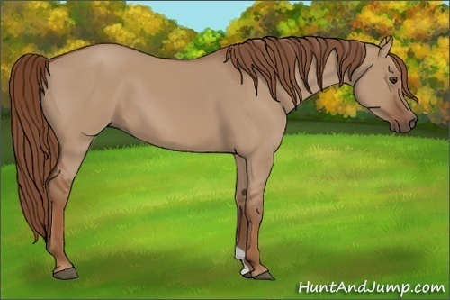 Horse Color:Red Dun 
