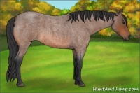 Horse Color:Bay Roan 