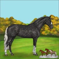 Horse Color:Liver Chestnut Mushroom Appaloosa