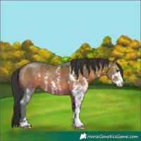 Horse Color:Brown Sabino 