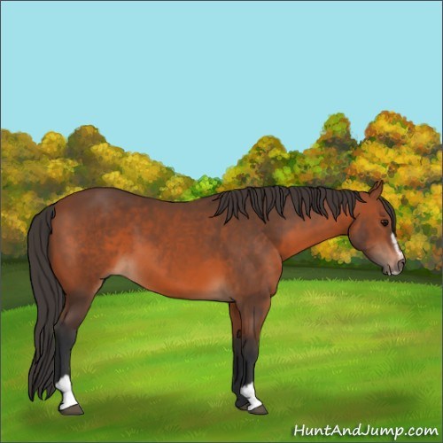 Horse Color:Bay Sabino 