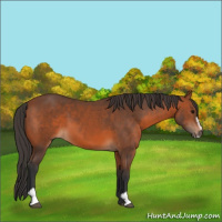 Horse Color:Bay Sabino 