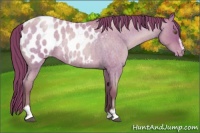Horse Color:Brown Roan Pearl Sabino Blanket