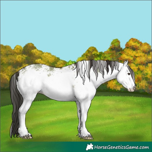 Horse Color:White Spotted Liver Red Dun 