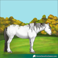 Horse Color:White Spotted Liver Red Dun 