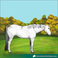 Horse Color:White Spotted Brown Dun
