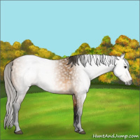 Horse Color:Gray Buckskin Snowcap