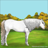 Horse Color:Buckskin Appaloosa 